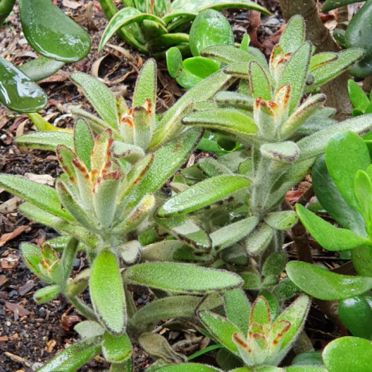 plant image 1311919