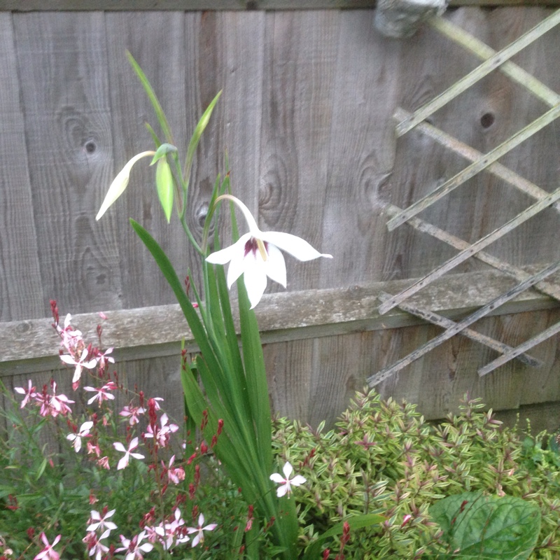 plant image 13840