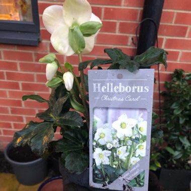 Hellebore