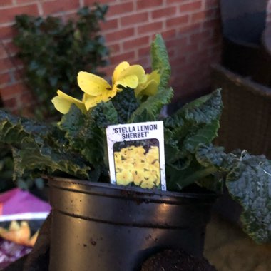 Polyanthus