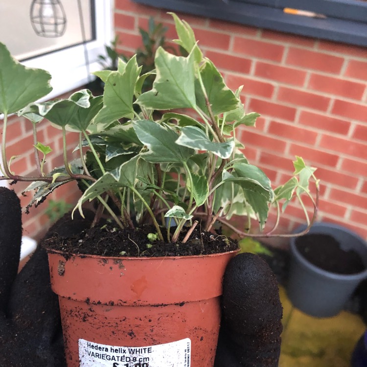 Plant image Hedera helix 'Aloma Ivy'