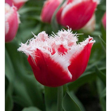 Tulip 'New Santa' (Fringed)