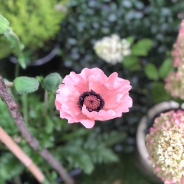 Poppy