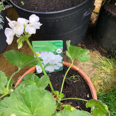 Cranesbill (Geranium)