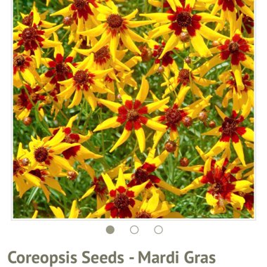 Tickseed 'Mardi Gras'