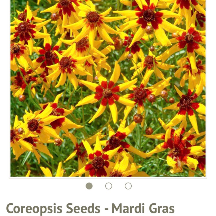 Plant image Coreopsis tinctoria 'Mardi Gras'