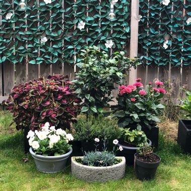 Beth's garden