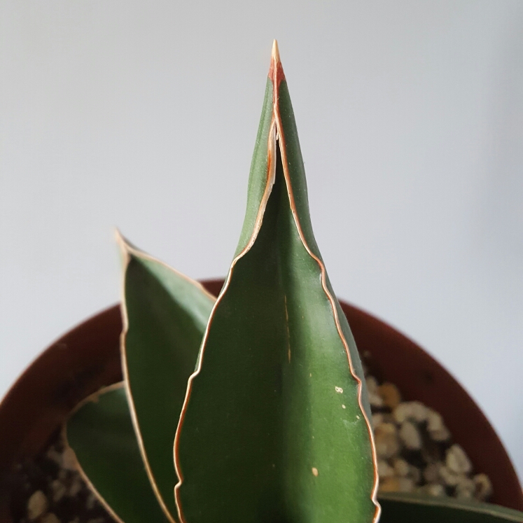 plant image 1099114 plant image 1099114
