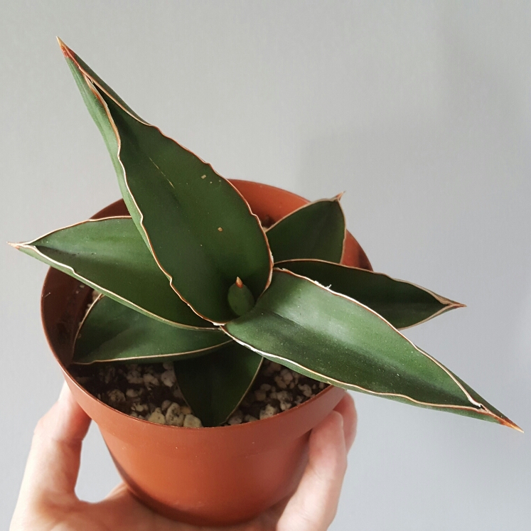 Plant image Sansevieria ehrenbergii