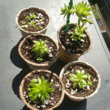 Amanda's garden