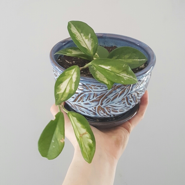 Plant image Hoya carnosa 'Rubra'