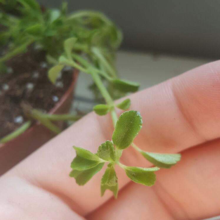 Plant image Pilea Depressa 'Baby Tears'