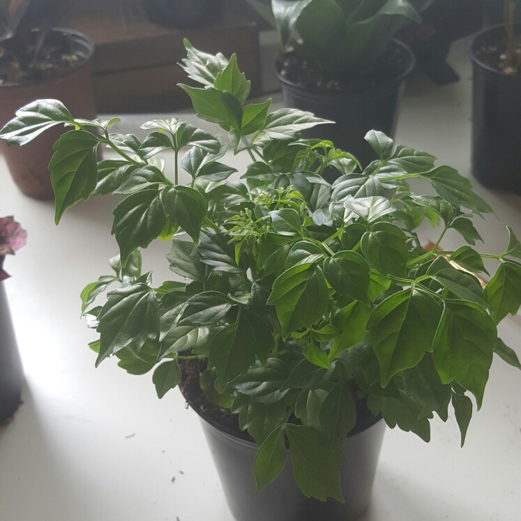 Plant image Radermachera Sinica