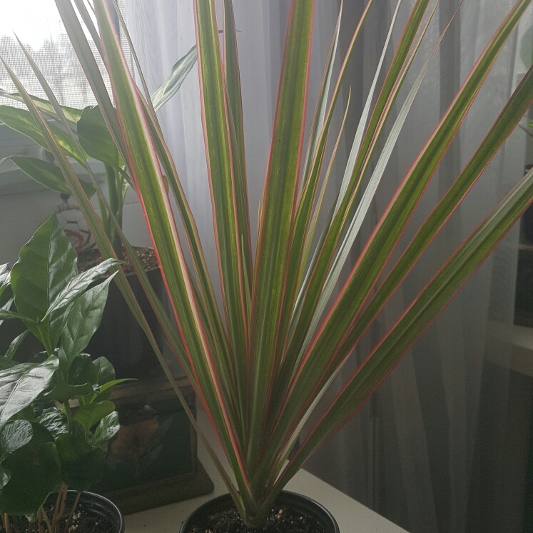plant image 980251