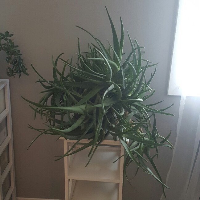 Plant image Aloe barbadensis syn. Aloe Vera