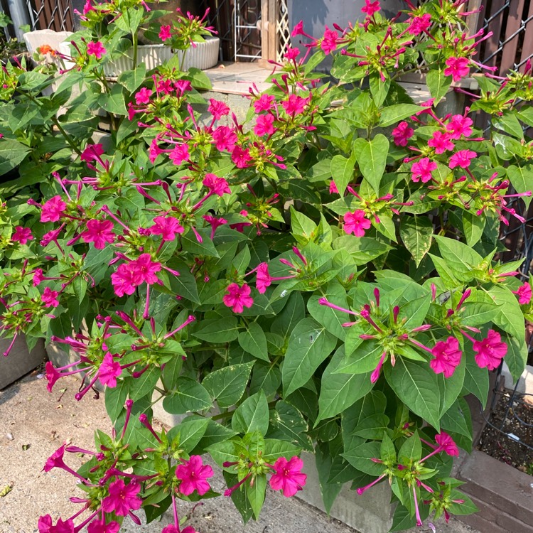 Plant image Mirabilis multiflora