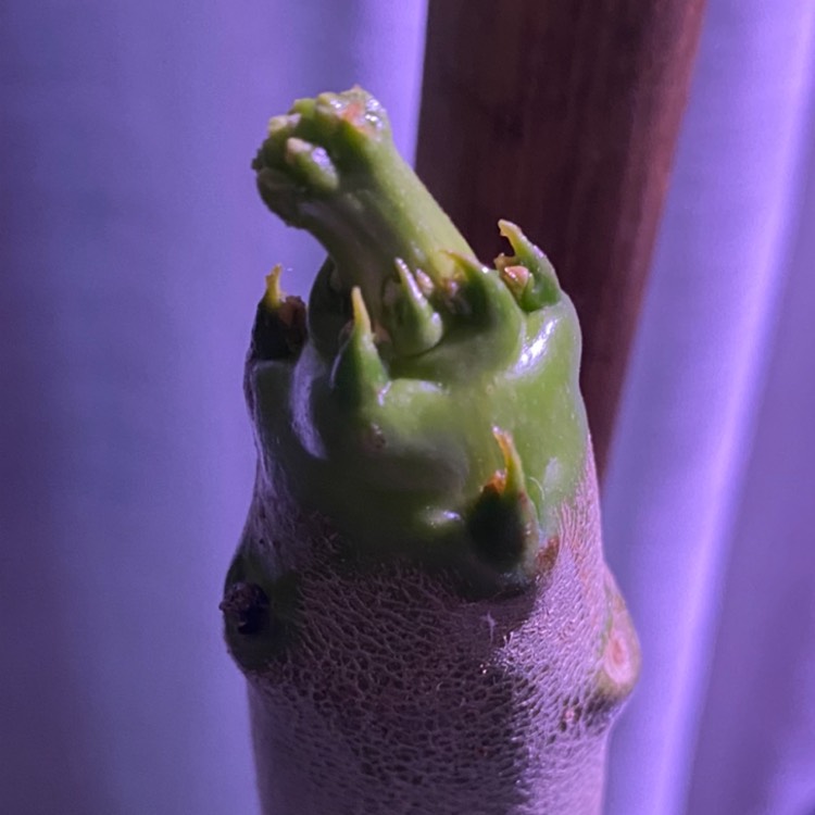 plant image 1429120