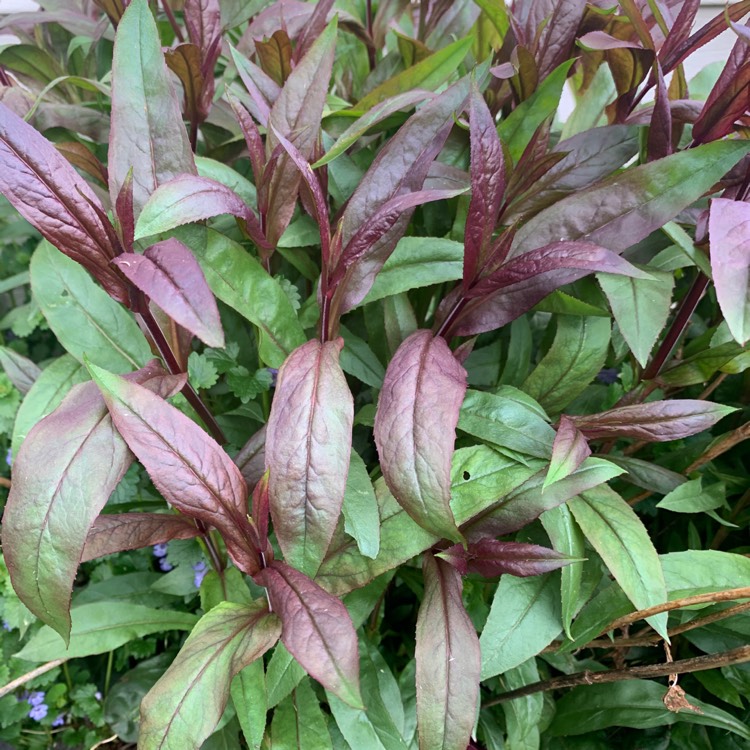 Plant image Salvia officinalis 'Purpurascens'