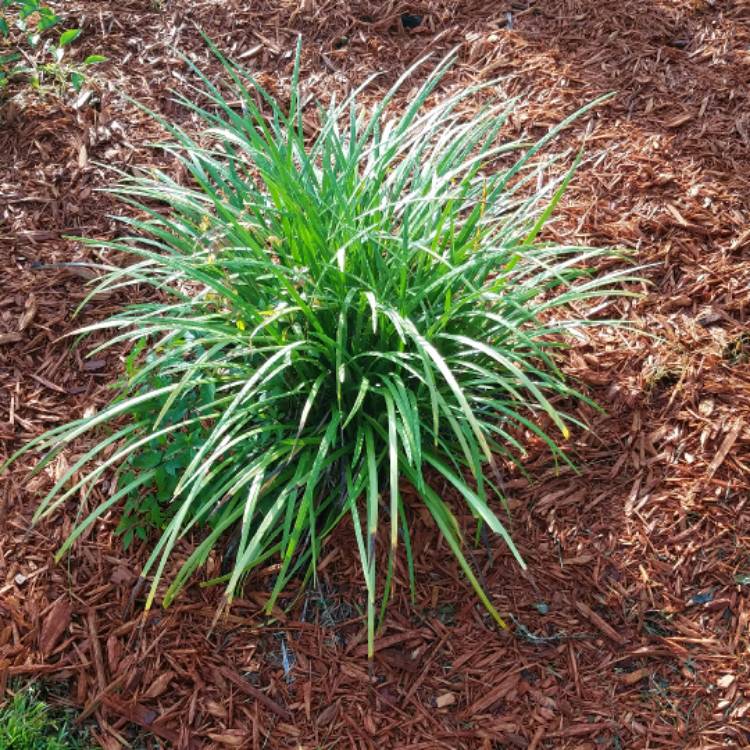 Plant image Liriope gigantea syn. Liriope muscari 'Evergreen Giant', Liriope 'Gigantea'