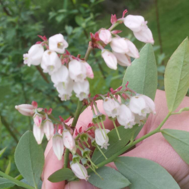 plant image 380560 plant image 380560