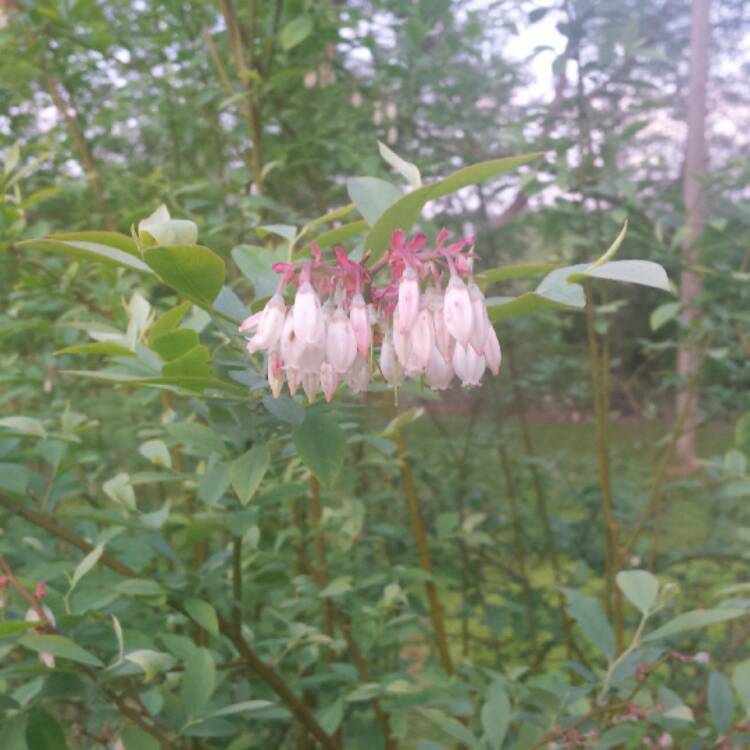 plant image 380655 plant image 380655