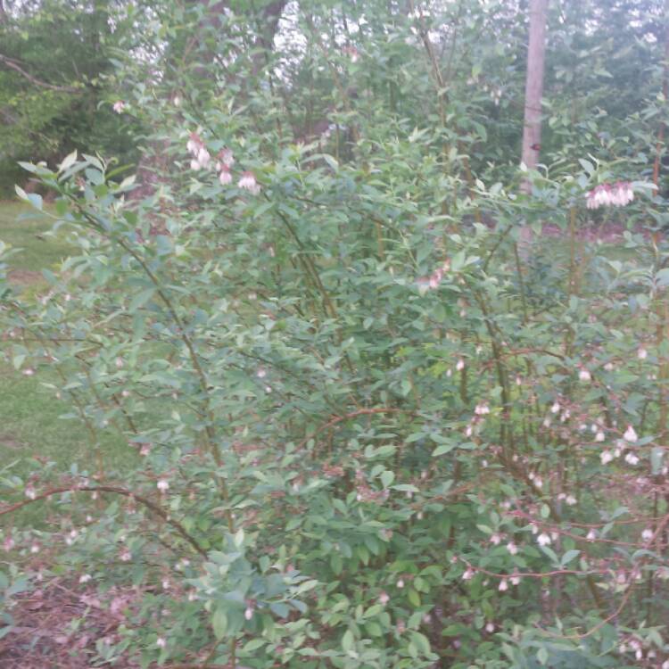 plant image 380657 plant image 380657