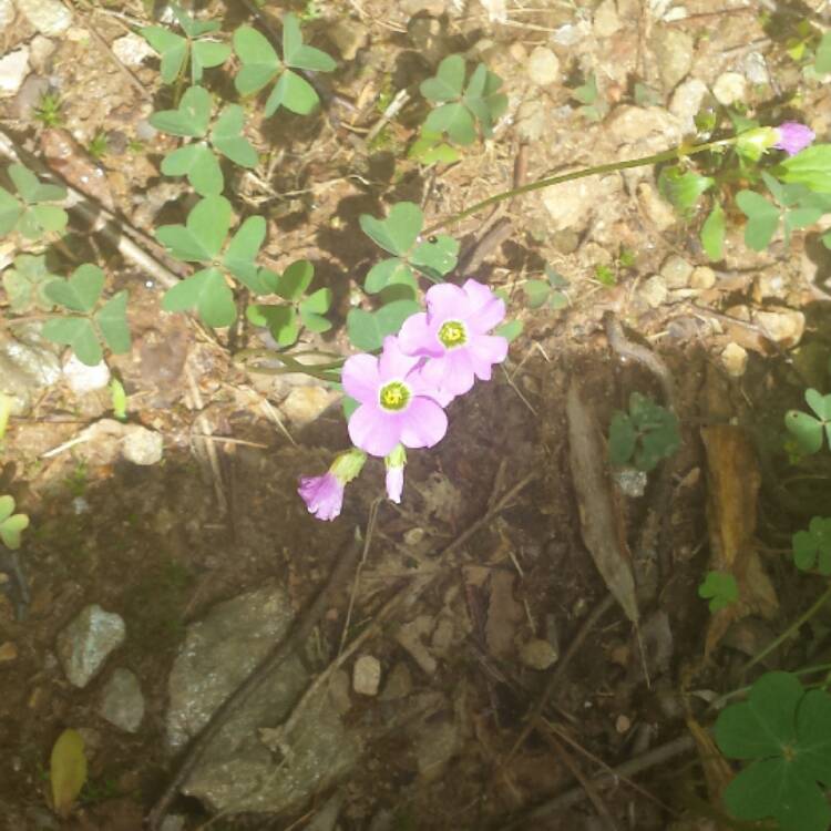 Plant image Oxalis oregana