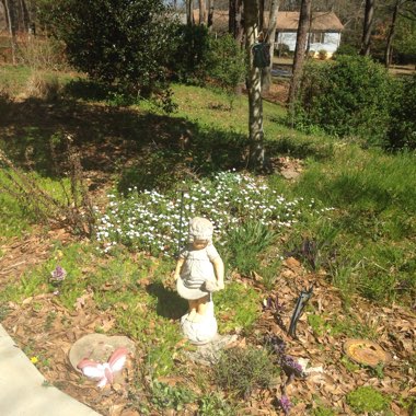 Bea's garden