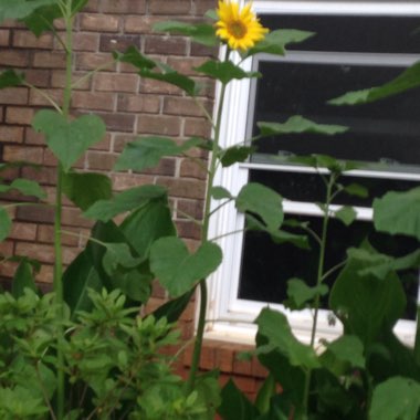 Bea's garden