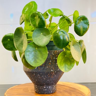 Chinese Money Plant