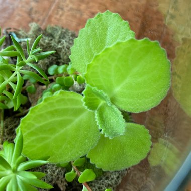 Cuban Oregano