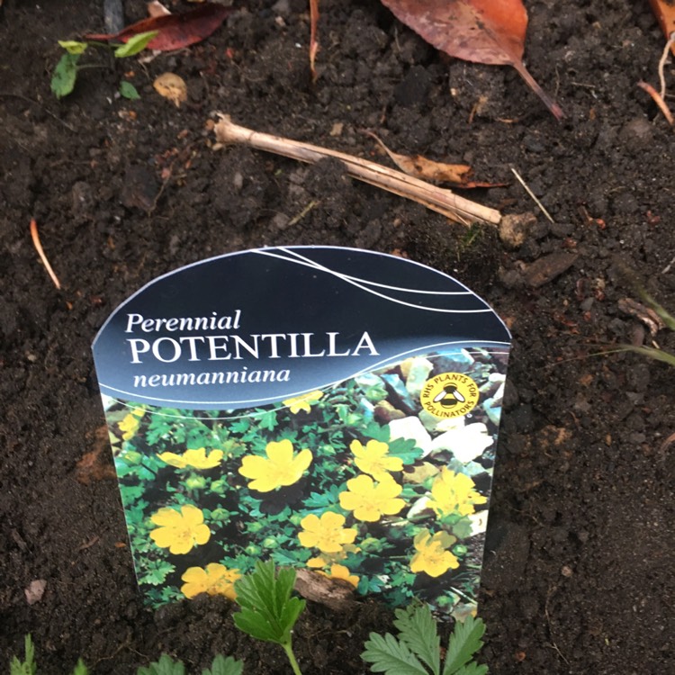 Plant image Potentilla neumanniana 'Nana'