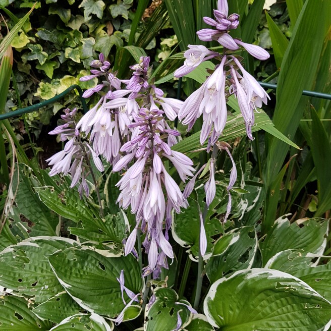 plant image 185764