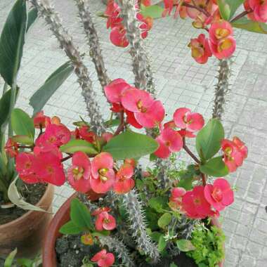Euphorbia milii