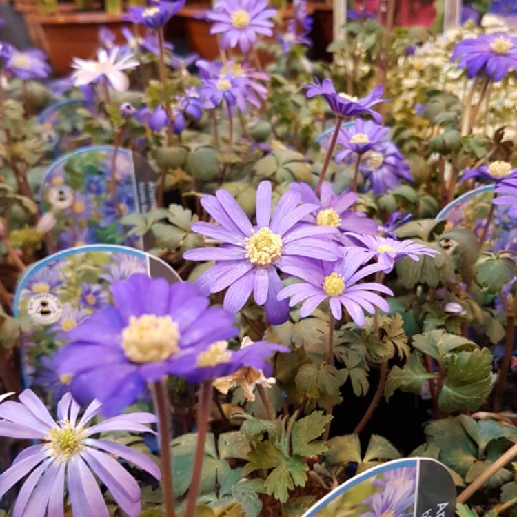 plant image 331774