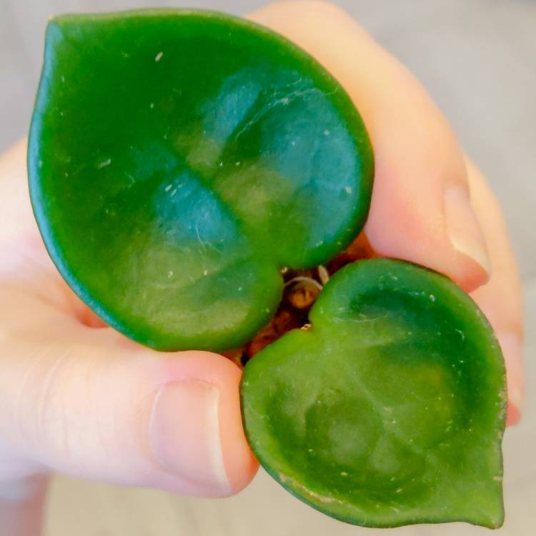 plant image 1393171