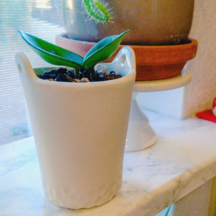 Plant image Hoya Carnosa 'Chelsea'