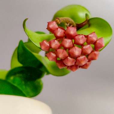 Hoya carnosa 'Compacta'