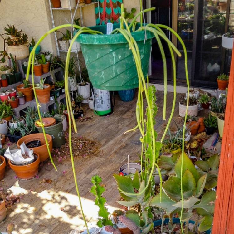 plant image 1401732