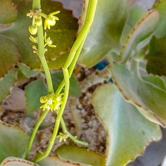 plant image 1401733