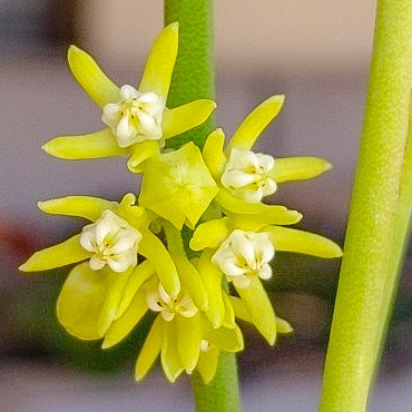 plant image 1401734