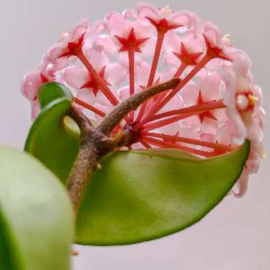 Hoya carnosa 'Compacta'