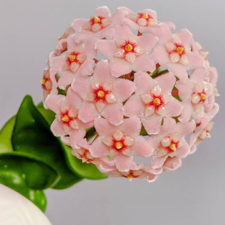 Plant image Hoya carnosa 'Compacta'