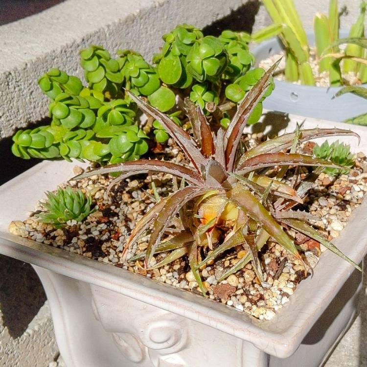 Plant image Dyckia Brevifolia