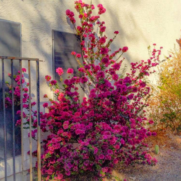 Plant image Bougainvillea 'Glabra'