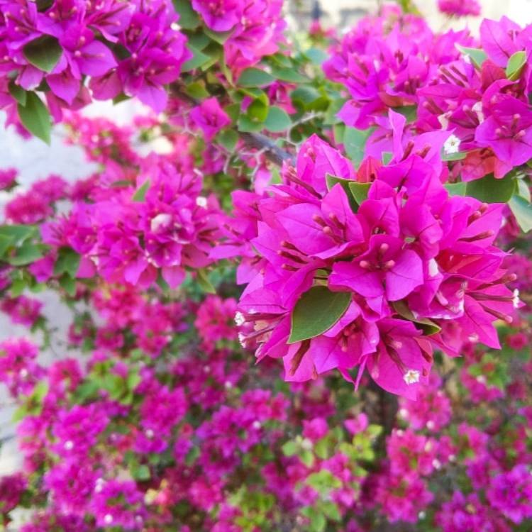 plant image 1422250