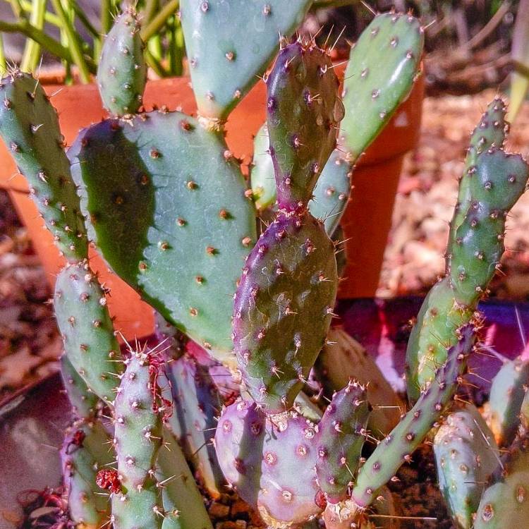 Plant image Opuntia Basilaris 'Baby Rita'