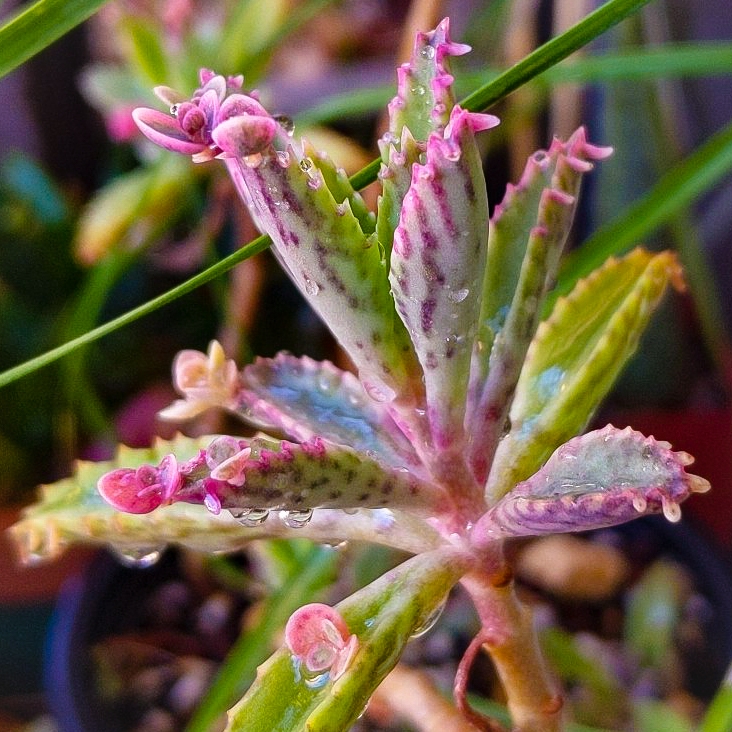 Plant image Kalanchoe delagoensis x daigremontiana