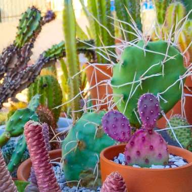 Opuntia 'baby Rita'