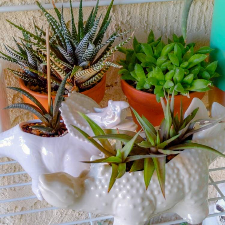 plant image 1433423